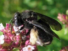 Melissodes bimaculatus female by Jacy Lucier. Used under a CC BY-SA 4.0 license.