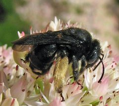 Melissodes bimaculatus female 1 by Jacy Lucier. Used under a CC BY-SA 4.0 license.