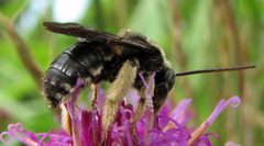 Melissodes bimaculatus male by Jacy Lucier. Used under a CC BY-SA 4.0 license.