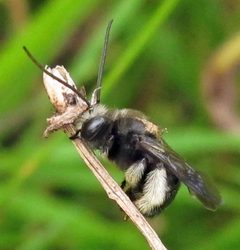 Melissodes bimaculatus male 1 by Jacy Lucier. Used under a CC BY-SA 4.0 license.
