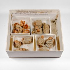 Melissodes robustior nesting capsules by Hugsap. Used under a CC BY-SA 4.0 license.