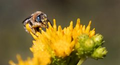 Melissodes stearnsi honeybee by Cindycroissant. Used under a CC BY-SA 4.0 license.