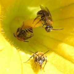 Peponapis pruinosa - Pruinose Squash Bee 01 by Ilona Loser. Used under a CC BY-SA 4.0 license.