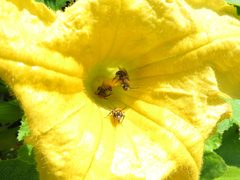 Peponapis pruinosa - Pruinose Squash Bee 02 by Ilona Loser. Used under a CC BY-SA 4.0 license.