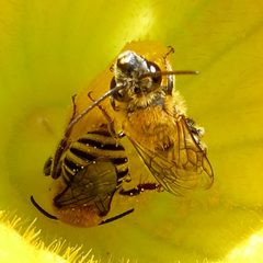 Peponapis pruinosa - Pruinose Squash Bee 03 by Ilona Loser. Used under a CC BY-SA 4.0 license.