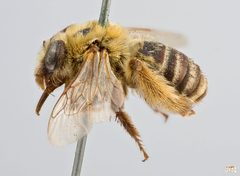 Peponapis pruinosa Female by The Packer Lab. Used under a Attribution license.