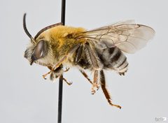 Peponapis pruinosa Male by The Packer Lab. Used under a Attribution license.