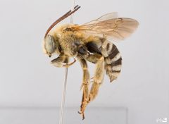 Svastra obliqua Male by The Packer Lab. Used under a Attribution license.