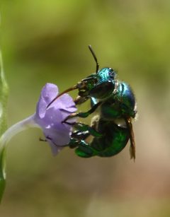 Euglossa dilemma 243530252 by Guy Babineau. Used under a CC0 license.