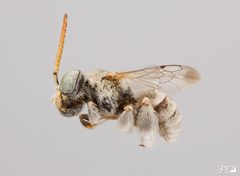 Anthophorula compactula m by The Packer Lab. Used under a Attribution license.