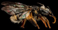 Exomalopsis analis f by USGS Native Bee Inventory and Monitoring Laboratory. Used under a Public domain license.