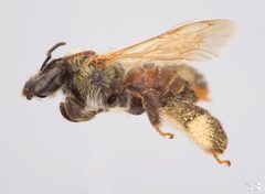Exomalopsis mellipes f by The Packer Lab. Used under a Attribution license.