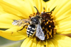 California Digger-cuckoo Bee imported from iNaturalist photo 185111984 on 7 August 2024 by (c) Chloe and Trevor Van Loon, some rights reserved (CC BY). Used under a CC BY 4.0 license.