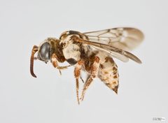 Zacosmia maculata Female by The Packer Lab. Used under a Attribution license.