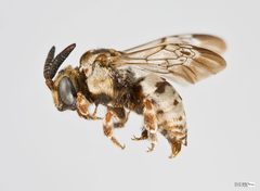 Zacosmia maculata Male by The Packer Lab. Used under a Attribution license.