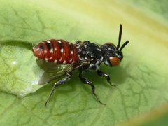 Holcopasites calliopsidis-female by Peterwchen. Used under a CC BY-SA 4.0 license.