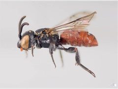 Holcopasites calliopsidis f by Laurence Packer, York University. Used under a CC BY 3.0 au license.
