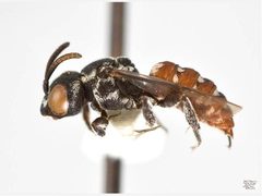Holcopasites calliopsidis m by Laurence Packer, York University. Used under a CC BY 3.0 au license.