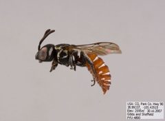 Holcopasites stevensi Male by The Packer Lab. Used under a Attribution license.