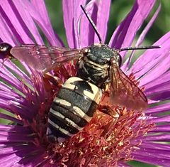Epeolus autumnalis female by Jacy Lucier. Used under a CC BY-SA 4.0 license.