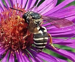 Epeolus autumnalis female 1 by Jacy Lucier. Used under a CC BY-SA 4.0 license.