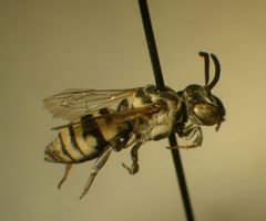 Epeolus minimus by Susan E. Nyoka. Used under a Public domain license.