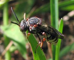 Epeolus scutellaris female by Jacy Lucier. Used under a CC BY-SA 4.0 license.