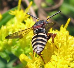 Epeolus scutellaris female 1 by Jacy Lucier. Used under a CC BY-SA 4.0 license.