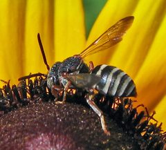 Epeolus scutellaris male by Jacy Lucier. Used under a CC BY-SA 4.0 license.