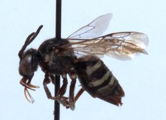 Triepeolus brittaini 01 by Cory Sheffield, Royal Saskatchewan Museum. Used under a Copyrighted free use license.