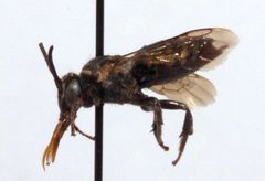 Triepeolus brittaini 02 by Cory Sheffield, Royal Saskatchewan Museum. Used under a Copyrighted free use license.