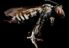 Triepeolus donatus f by USGS Native Bee Inventory and Monitoring Laboratory. Used under a Public domain license.