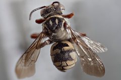 Triepeolus kathrynae by Laurence Packer, York University. Used under a CC BY 3.0 license.