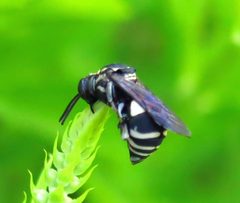 Triepelous lunatus female 1 by Jacy Lucier. Used under a CC BY-SA 4.0 license.