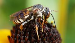 Triepeolus lunatus by John Baker. Used under a CC BY-SA 2.0 license.