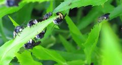 Triepeolus lunatus and Melissodes bimaculatus by Jacy Lucier. Used under a CC BY-SA 4.0 license.