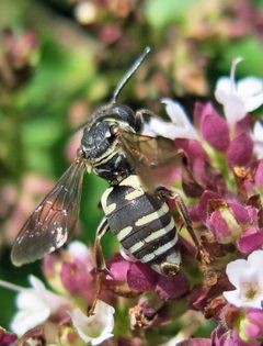 Triepeolus lunatus female by Jacy Lucier. Used under a CC BY-SA 4.0 license.