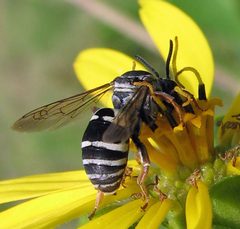 Triepeolus lunatus male by Jacy Lucier. Used under a CC BY-SA 4.0 license.