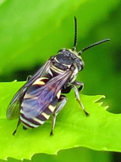Triepeolus lunatus male 1 by Jacy Lucier. Used under a CC BY-SA 4.0 license.