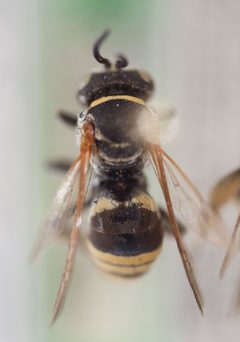 Triepeolus mexicanus by Laurence Packer, York University. Used under a CC BY 3.0 license.
