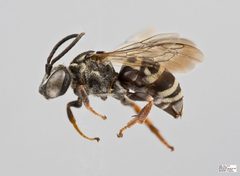 Triepeolus pectoralis Female by The Packer Lab. Used under a Attribution license.