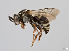 Triepeolus pectoralis Male by The Packer Lab. Used under a Attribution license.