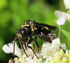 Triepeolus simplex female by Jacy Lucier. Used under a CC BY-SA 4.0 license.