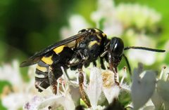 Triepeolus simplex female 1 by Jacy Lucier. Used under a CC BY-SA 4.0 license.