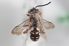 Triepeolus verbesinae 01 by Laurence Packer, York University. Used under a CC BY 3.0 license.