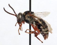 Triepeolus verbesinae 02 by Cory Sheffield, Royal Saskatchewan Museum. Used under a Copyrighted free use license.