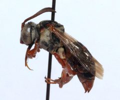 Triepeolus verbesinae 03 by Cory Sheffield, Royal Saskatchewan Museum. Used under a Copyrighted free use license.
