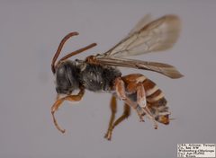 Hexepeolus rhodogyne Female by The Packer Lab. Used under a Attribution license.