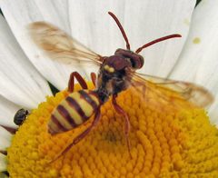 Nomada armatella female by Jacy Lucier. Used under a CC BY-SA 4.0 license.
