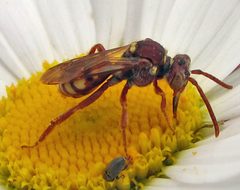 Nomada armatella female 1 by Jacy Lucier. Used under a CC BY-SA 4.0 license.